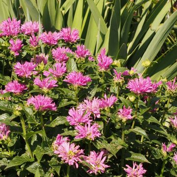 Monarda Petite Delight - Monarda