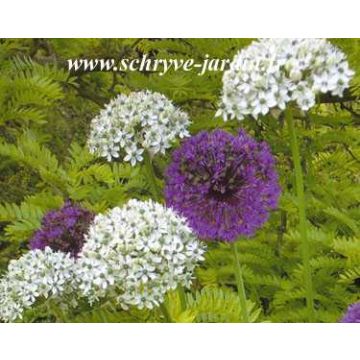Allium multibulbosum - Aglio ornamentale