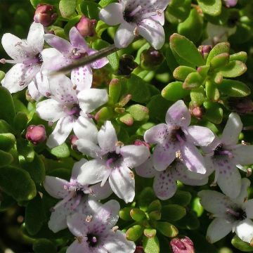 Myoporum parvifolium Fleurs roses