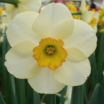 Narciso coronato Ringtone