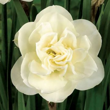Narciso a fiore doppio Rose of May