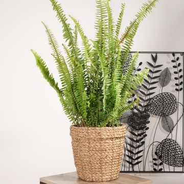 Nephrolepis cordifolia Artic Jungle - Felce cordifolia