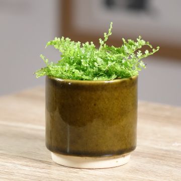 Felce di Boston Cotton candy - Nephrolepis exaltata