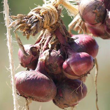 Cipolla rossa De Brunswick NT - Ferme de Ste Marthe
