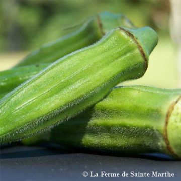 Hibiscus esculentus Clemson Spineless - Okra