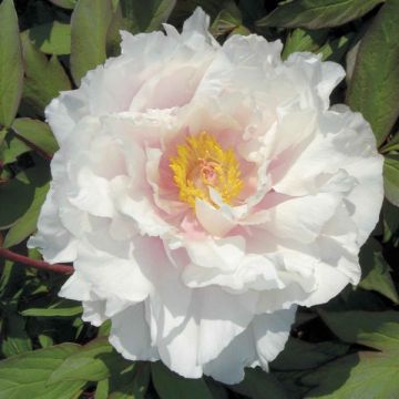 Peonia arborea Blanca