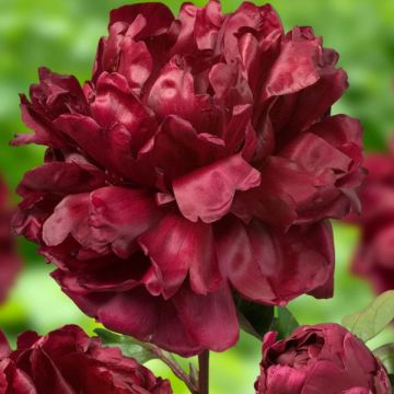 Peonia erbacea Françoise Ortegat