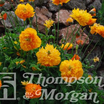 Meconopsis cambrica Double Mixed