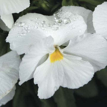 Viola Mariposa Bianco F1