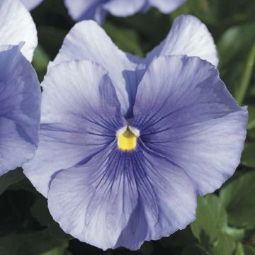 Viola Mariposa Azzurro F1