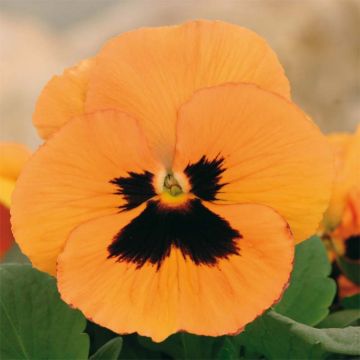 Viola Inspire F1 Orange with Blotch