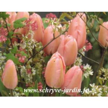 Tulipano Perless pink