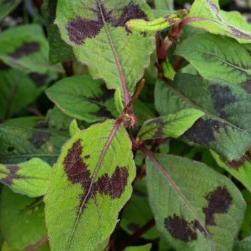 Persicaria virginiana Lance Corporal