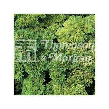 Prezzemolo riccio Champion