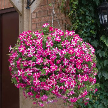 Petunia Designer Rose Star