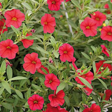 Calibrachoa Million Bells Red - Petunia nana