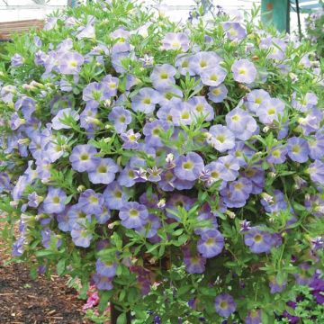 Calibrachoa Million Bells Chiffon Blue - Petunia nana