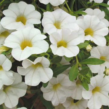 Calibrachoa Million Bells Trailing Ice - Petunia nana