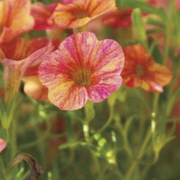 Calibrachoa Million Bells Cracking fire - Petunia nana