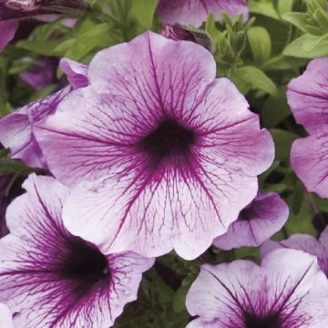 Calibrachoa Million Bells Rose Vein - Petunia nana