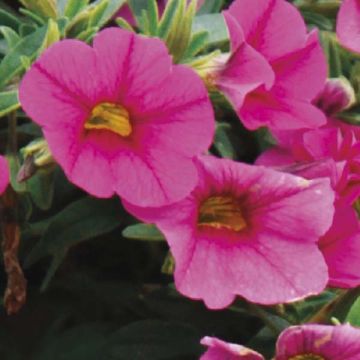 Calibrachoa Million Bells Trailing Fuchsia - Petunia nana