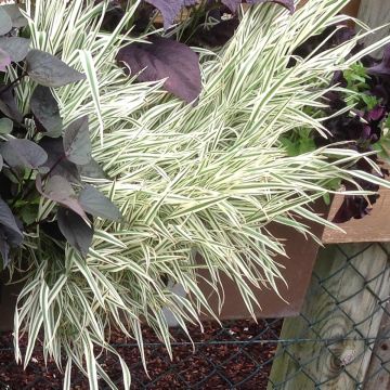 Phalaris arundinacea Cote de Nacre - Saggina spagnola