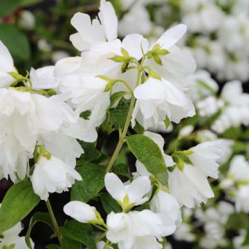 Philadelphus Little White Love - Filadelfo