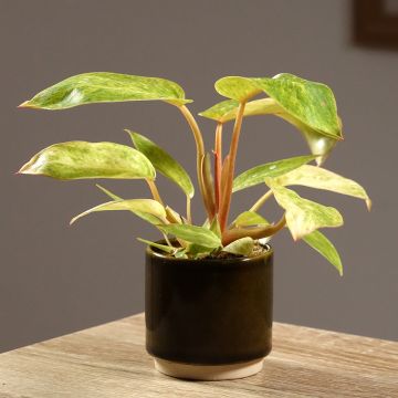 Philodendron Calkins Gold - Filodendro