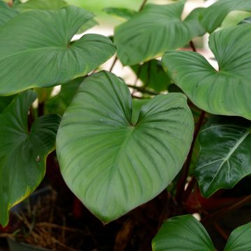 Filodendro - Philodendron squamiferum x serpens