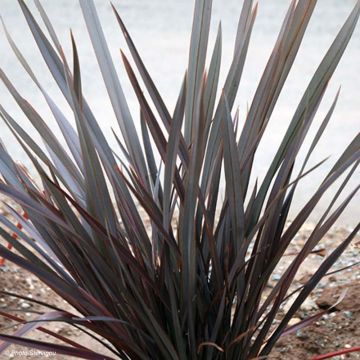 Phormium Dark Delight - Lino della Nuova Zelanda