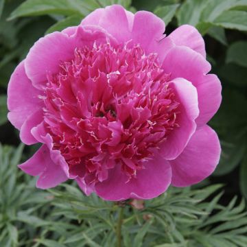 Peonia erbacea Break O Day