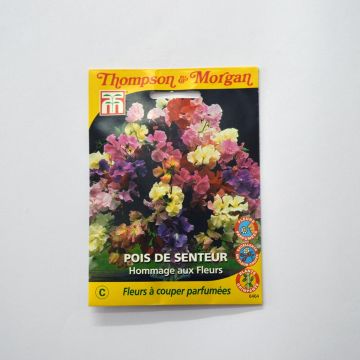 Pisello odoroso Hommage aux fleurs