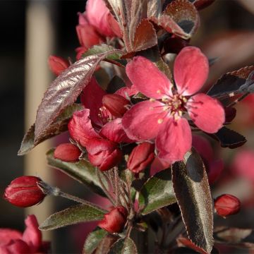 Malus Dark Rosaleen - Melo da fiore