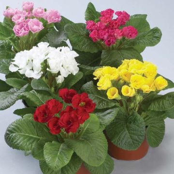 Primula Double Primlet Mix
