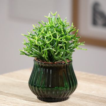 Rhipsalis baccifera - Cactus