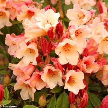 Rhododendron Jingle Bells