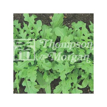 Rucola Oakleaf