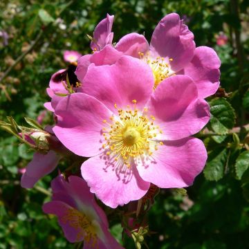 Rosa rubiginosa - Rosa balsamina