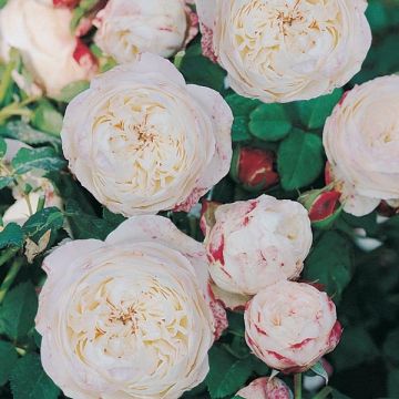 Rosa Generosa Eliane Gillet