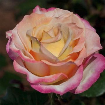 Rosa Sweet Eureka - Rose ibrida di tea