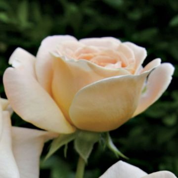 Rosa polyantha Amber Abondance