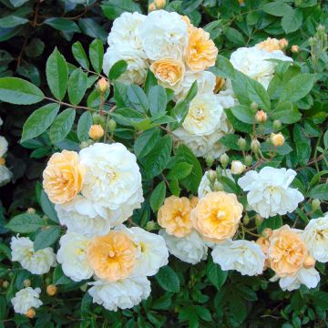 Rosa multiflora Ghislaine de Féligonde