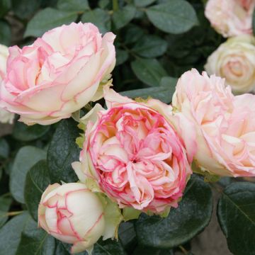 Rosa Biedermeier - Rose ibrida di tea