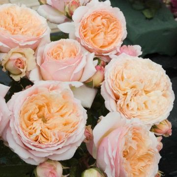 Rosa Generosa Charles de Nervaux