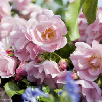 Rosa tappezzante Sommermelodie (NOAmel)