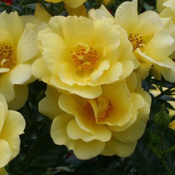 Rosa tappezzante Loredo (NOAlesa)