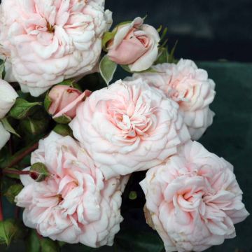 Rosa Floribunda Emile Garcin