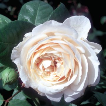 Rosa antica Fragrant old white