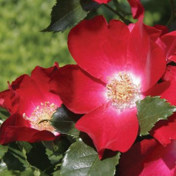 Rosa rampicante Dortmund