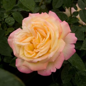 Rosa Mme A. Meilland - Rose ibrida di tea